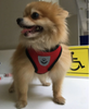 Adjustable All Season Pet Dog Leads