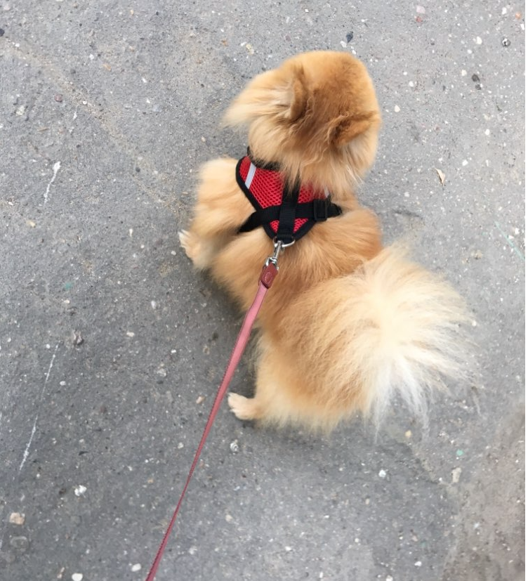 Adjustable All Season Pet Dog Leads